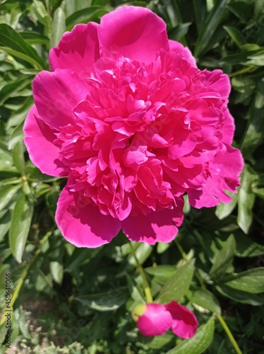 Pink peony. The flower is beautiful. Petals. Summer plants