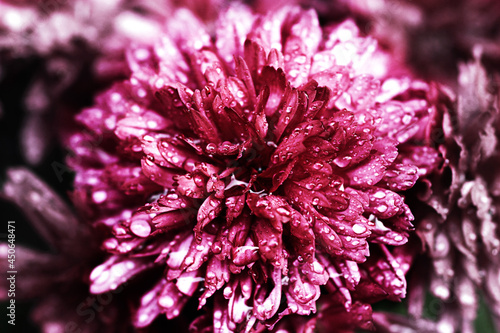 Chrysanthemum flower with dew drops on a pink bud