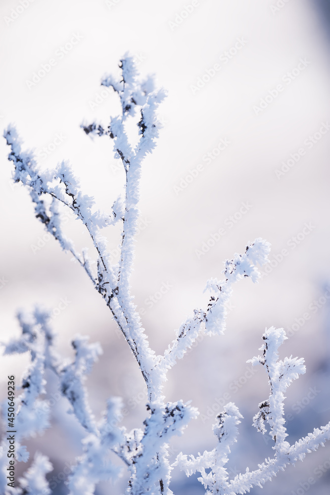 delicate openwork flowers in the frost. Gently lilac frosty natural winter background. Beautiful winter morning in the fresh air. Soft focus. delicate openwork flowers in the frost. Gently lilac frosty natural winter background. Beautiful winter morning in the fresh air. Soft focus.