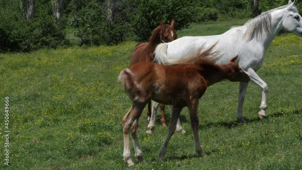 Horse mating ritual. Horses make love. A little horse walks around them. Horse mating ritual. Horses make love. A little horse walks around them.