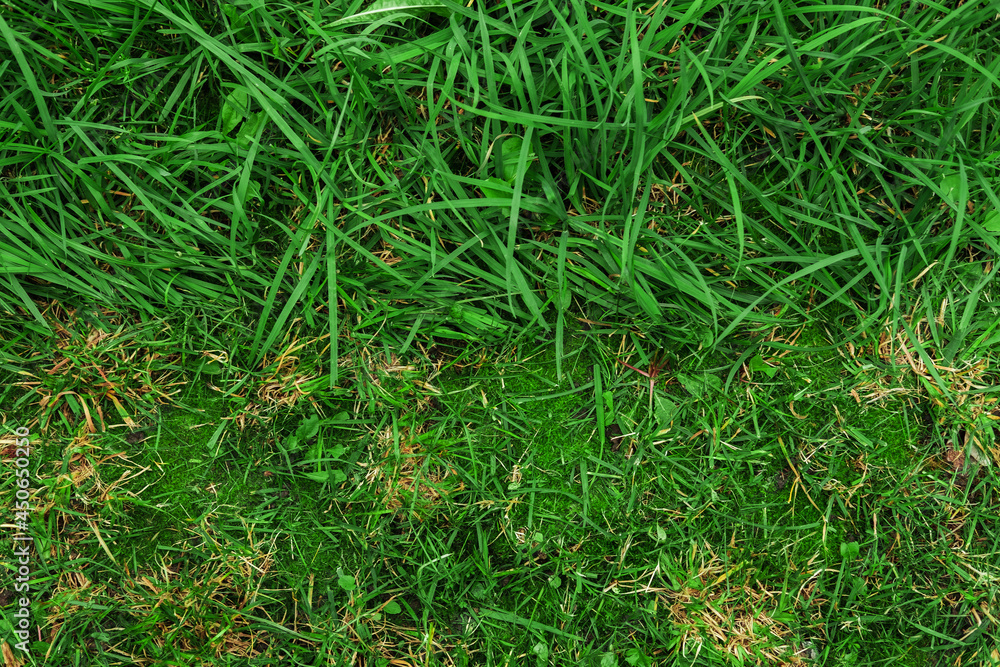 Juicy green grass texture for background. Close-up of a green lawn half mown. Juicy green grass texture for background. Close-up of a green lawn half mown.