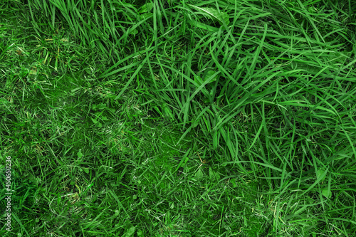 Juicy green grass texture for background. Close-up of a green lawn half mown.
