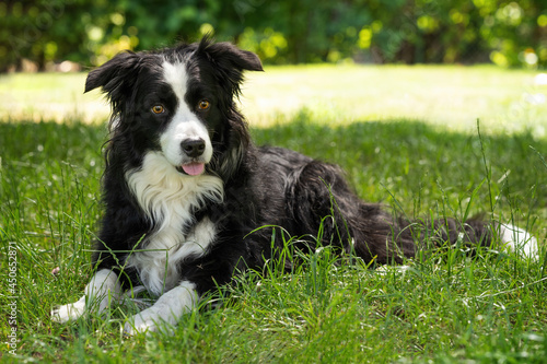 Border Collie