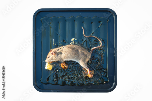Rat or mice trapped on mousetrap isolated on white background, clipping path included. That animal gets stuck on sticky glue spread over black square plastic tray, pad or board with bait or bread. photo