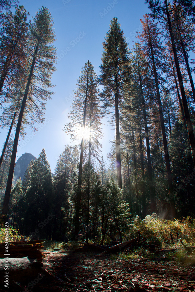 Obraz premium pine forest in autumn