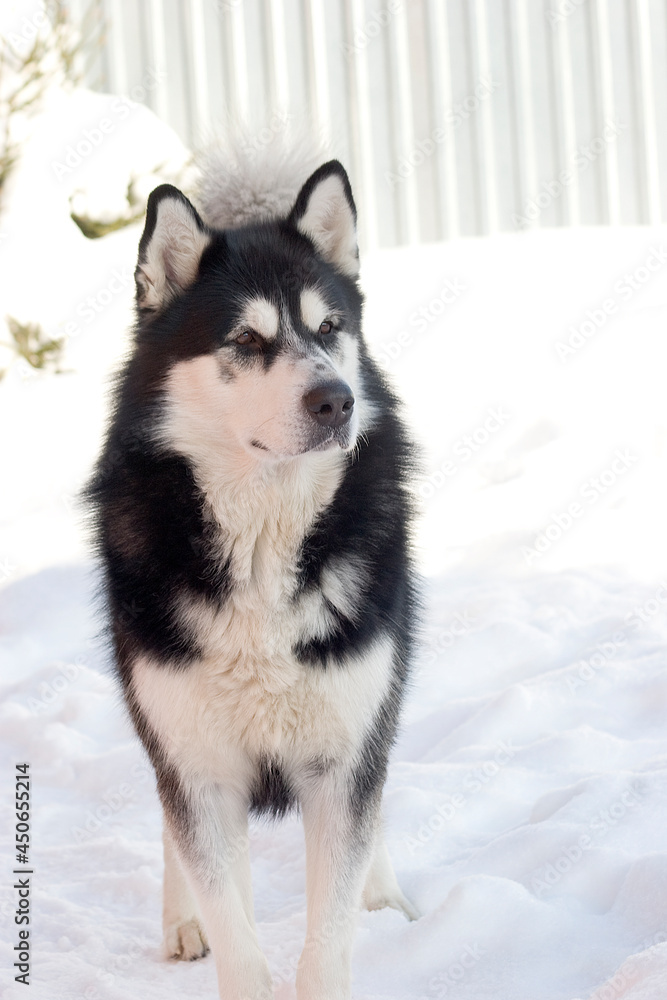 Black and white Alaskan Malamute dog running through the snow-covered yard in cold winter. High quality photo
