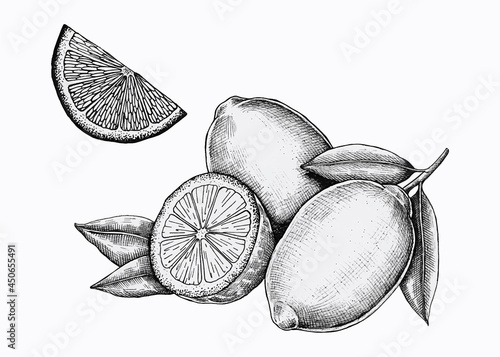 Hand drawn fresh lemons vector