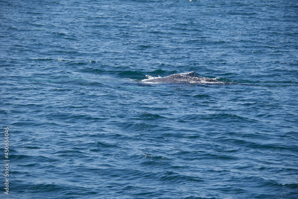Naklejka premium boat on the sea