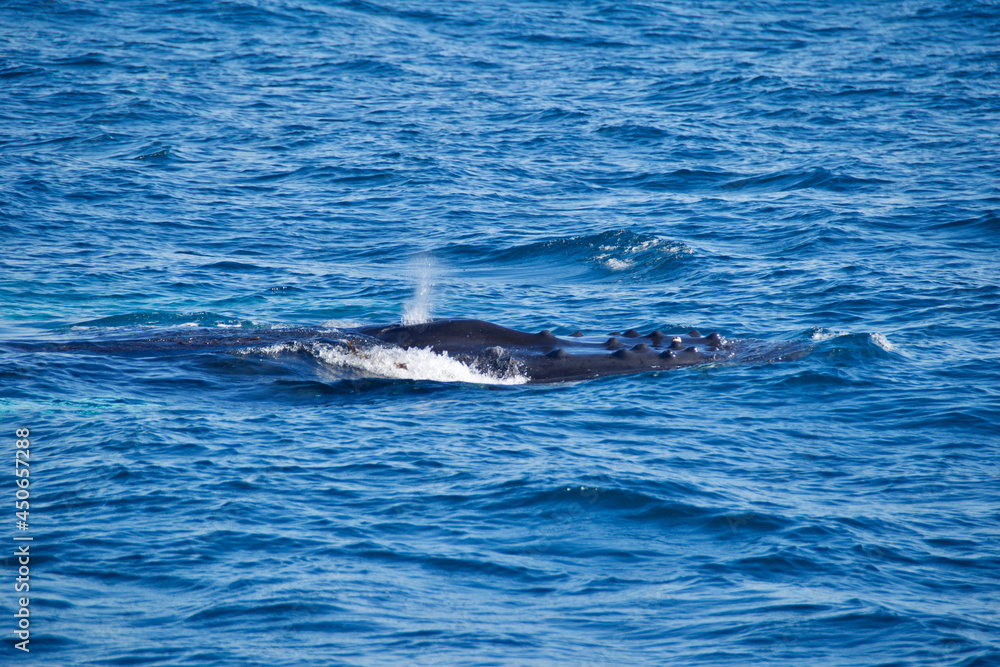 Naklejka premium dolphin in the water