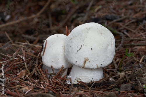 Edible mushroom Agaricus arvensis in spruce forest. Known as horse mushroom. Two white mushroom growing in the needles.