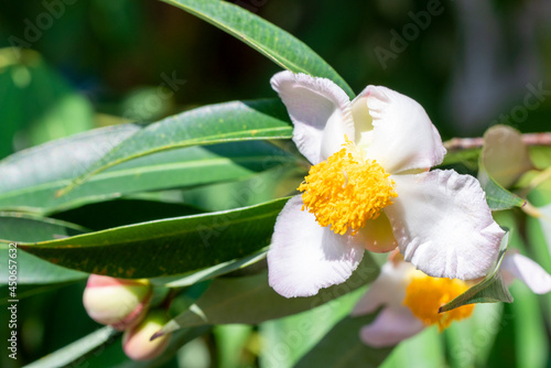 White Mesua ferrea or Ironwood flower on tree in the garden. photo