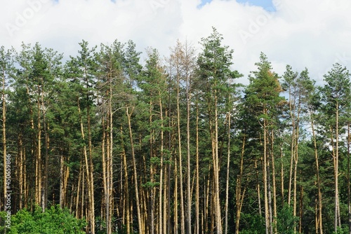 row of tall green coniferous pine trees at the edge of the forest against the sky and clouds