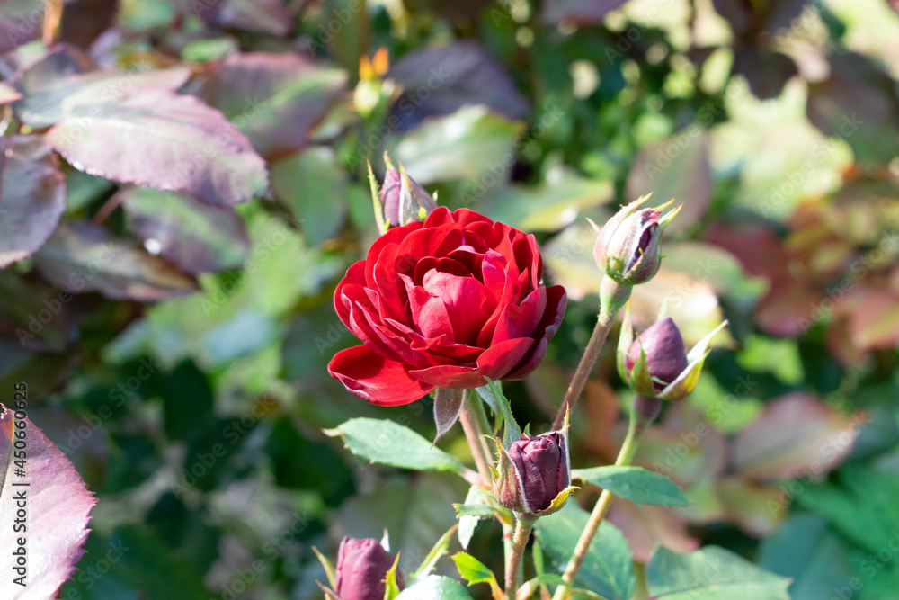 Dark red rose Lavaglut blooming in the garden. Beautiful flowers with sunshine. Dark red rose Lavaglut blooming in the garden. Beautiful flowers with sunshine.