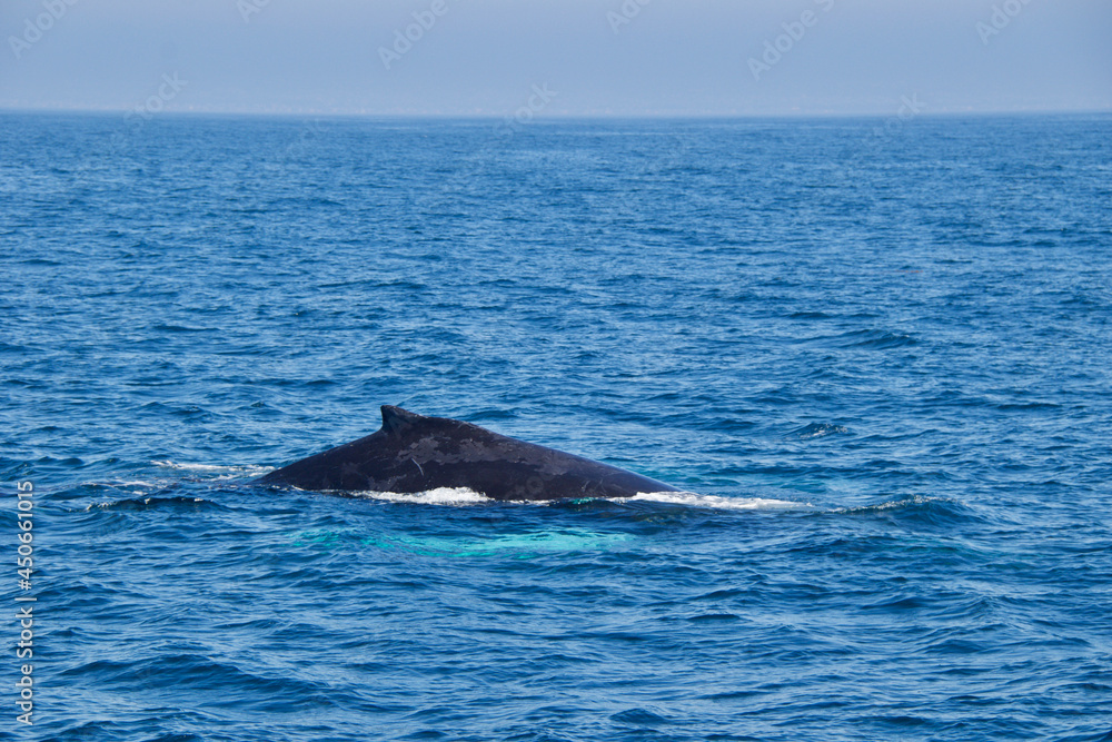 Fototapeta premium humpback tail