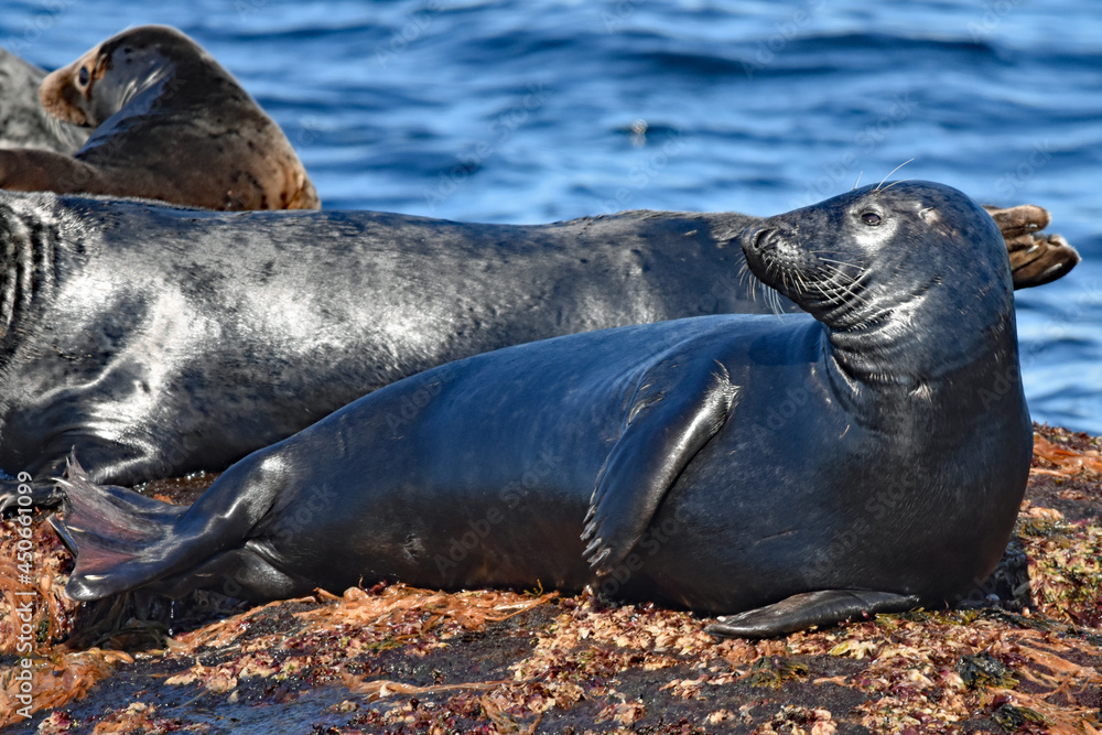 Fototapeta premium Grey seals on island skerries