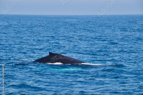 humpback tail