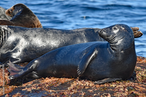 Grey seals on island skerries