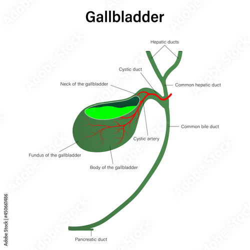 Gallbladder and cystic duct. Digestive organ vector. Medical education photo