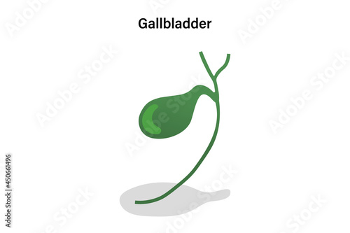 Gallbladder and cystic duct. Digestive organ vector. Medical education