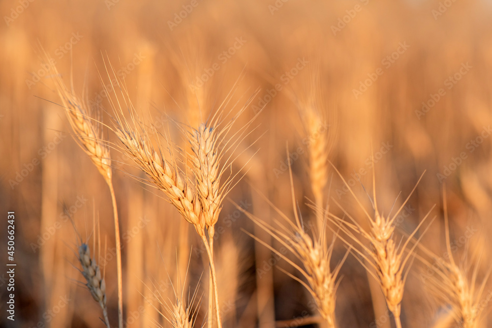 Fototapeta premium Two stems of grain standing strong in a field with the afternoon sun shining down.
