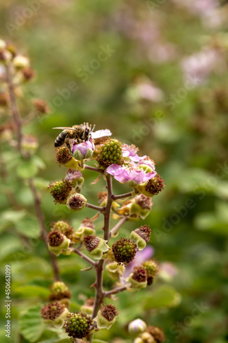 Bee on the wild blackberry (Rubus fruticosus) close-up