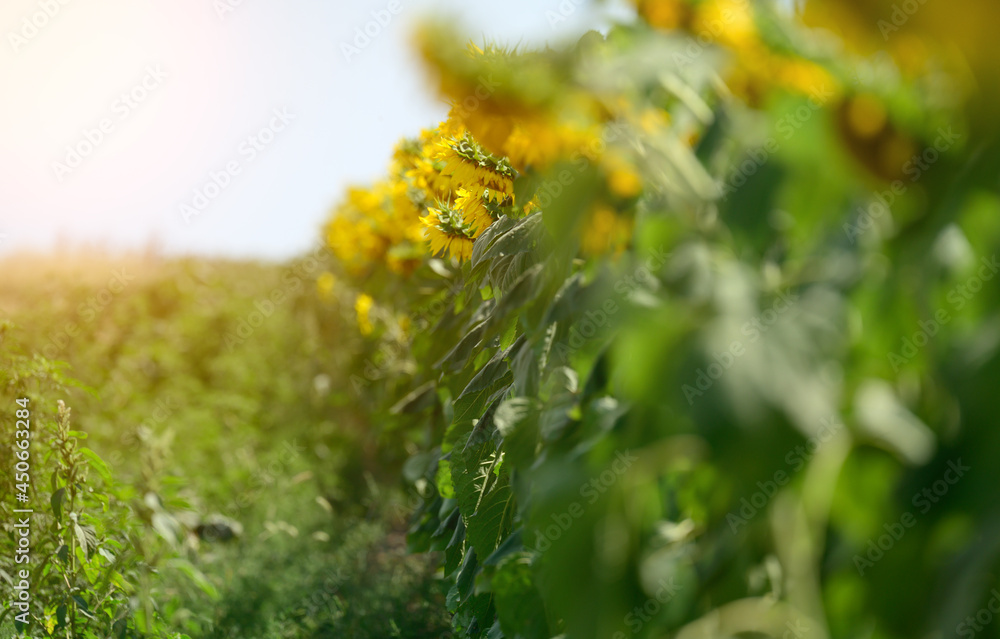 Obraz premium field with blooming sunflowers on a summer day, a row of plants