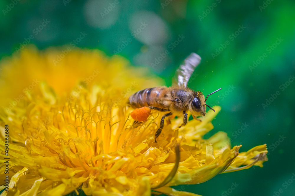 A bee in flight near a yellow dandelion flower. Juicy macro shots. A bee in flight near a yellow dandelion flower. Juicy macro shots.