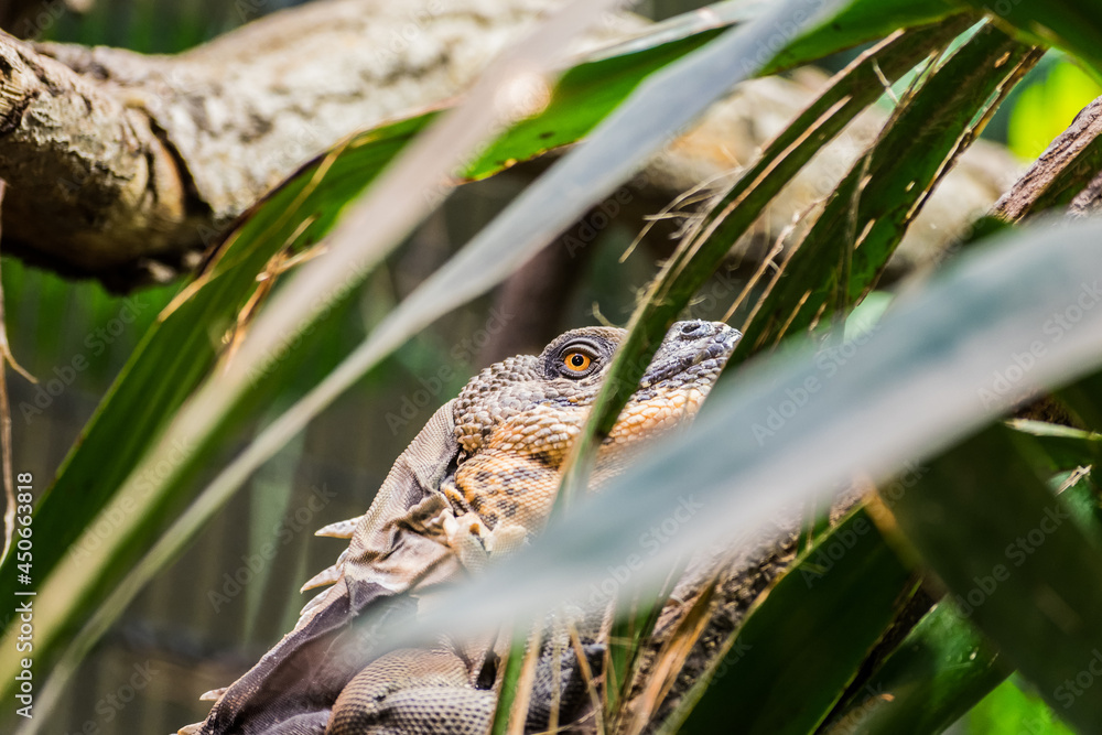 Obraz premium Lizard