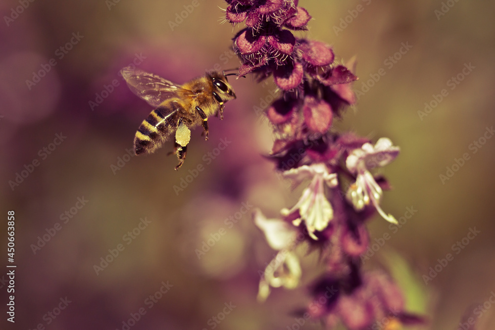 Bee close-up, flying near the light flowers of basil grass. Unique macro frames. Bee close-up, flying near the light flowers of basil grass. Unique macro frames.