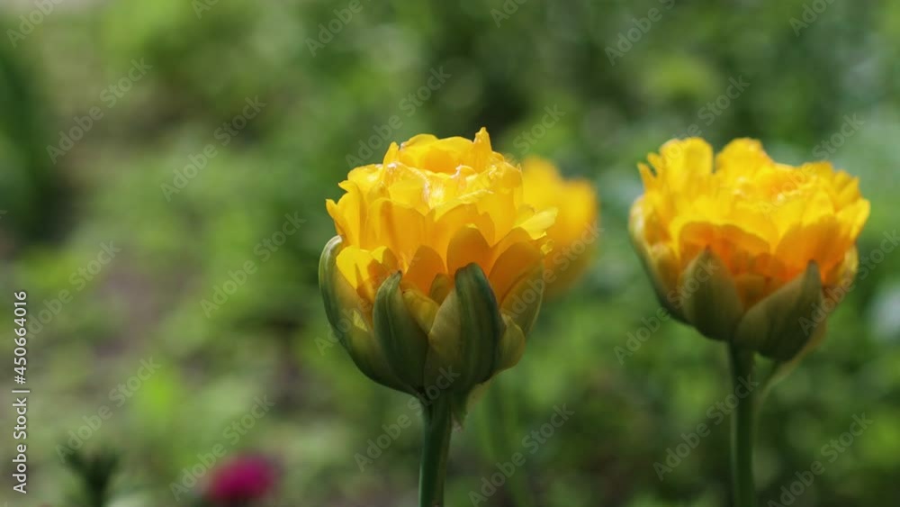 Blooming yellow flower in a beautiful garden on a sunny day in the summer. Closeup. High quality 4k footage Blooming yellow flower in a beautiful garden on a sunny day in the summer. Closeup. High quality 4k footage