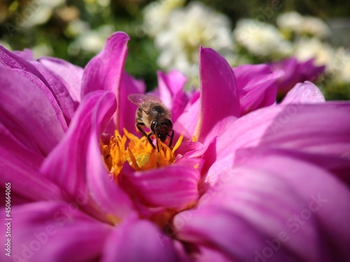 A bee on a purple crocus flower, cosmei close-up. Collects nectar for honey.