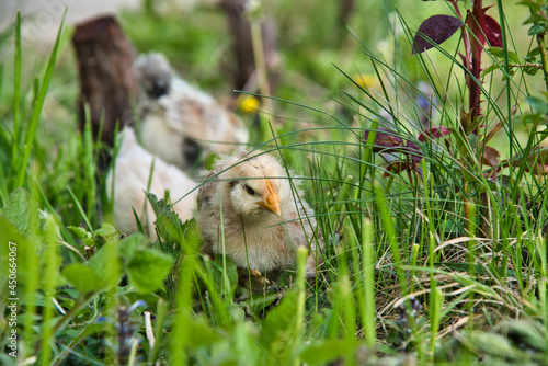 Baby Bird