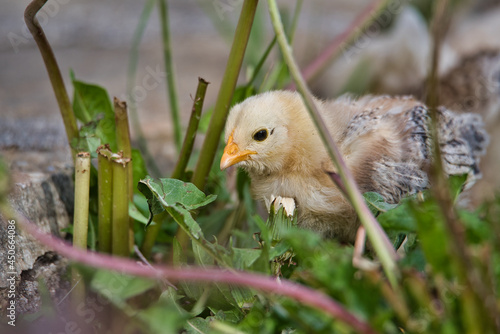 Baby Chicken