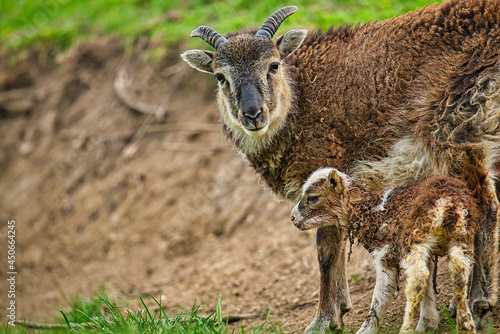 Baby Goat