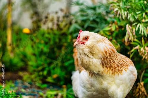 Freerange bird