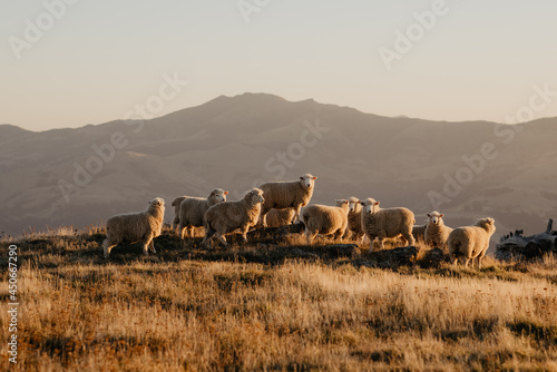 Sheep standing in the mountains of New Zealand, Sheep farming, Lamb photo