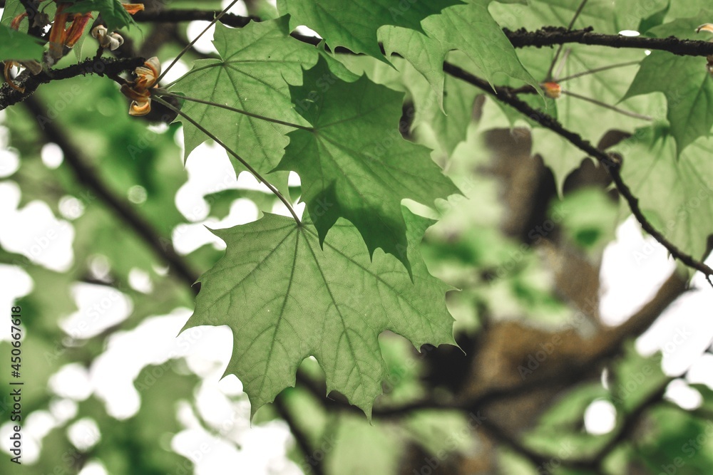 Closeup of green maple leaves on a tree