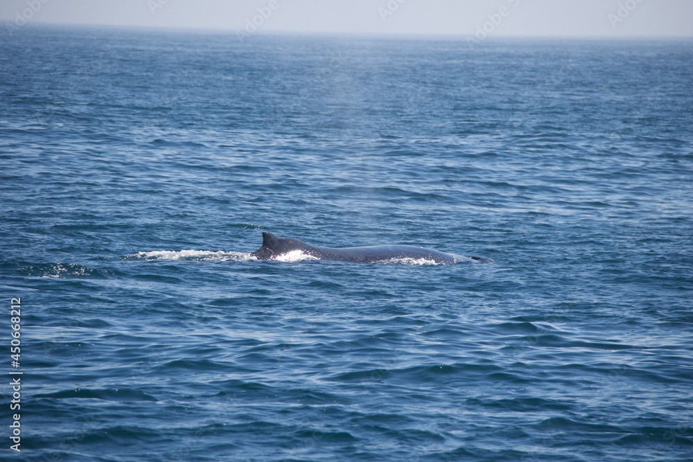 Obraz premium dolphin jumping in the sea