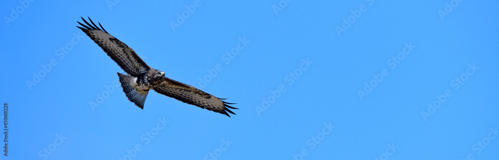 Fototapeta premium fliegender Mäusebussard (Buteo buteo) // flying Common Buzzard (Buteo buteo)