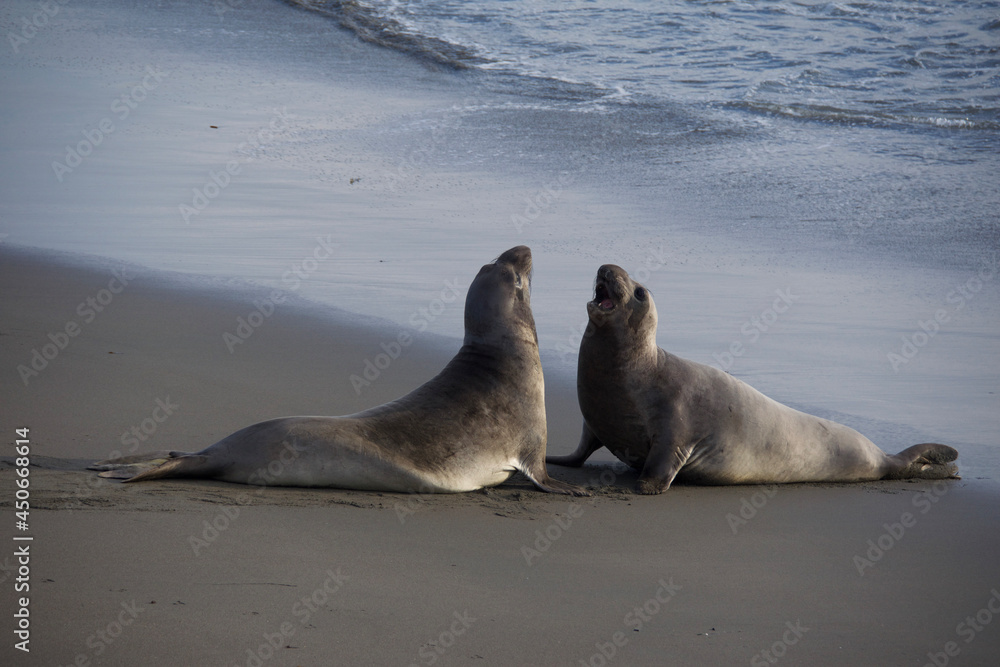Obraz premium island sea lion