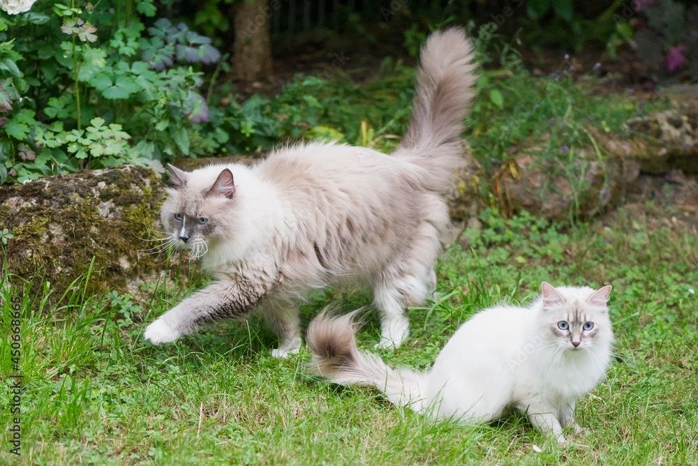 Obraz premium Neva Masquarade Katzen im Garten