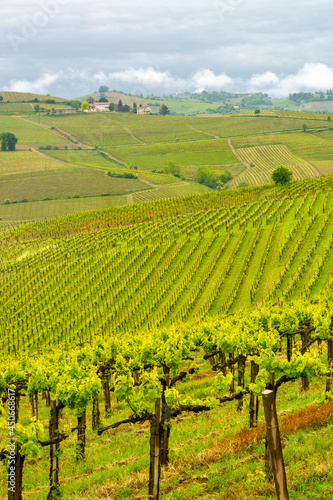 Vineyards of Monferrato near Acqui Terme at springtime