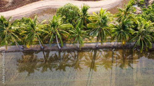 Coconut Tree shadow Reflect in water in Summer Tropical Nature. Abstract of relax and peaceful with shade of coconut trees background. 