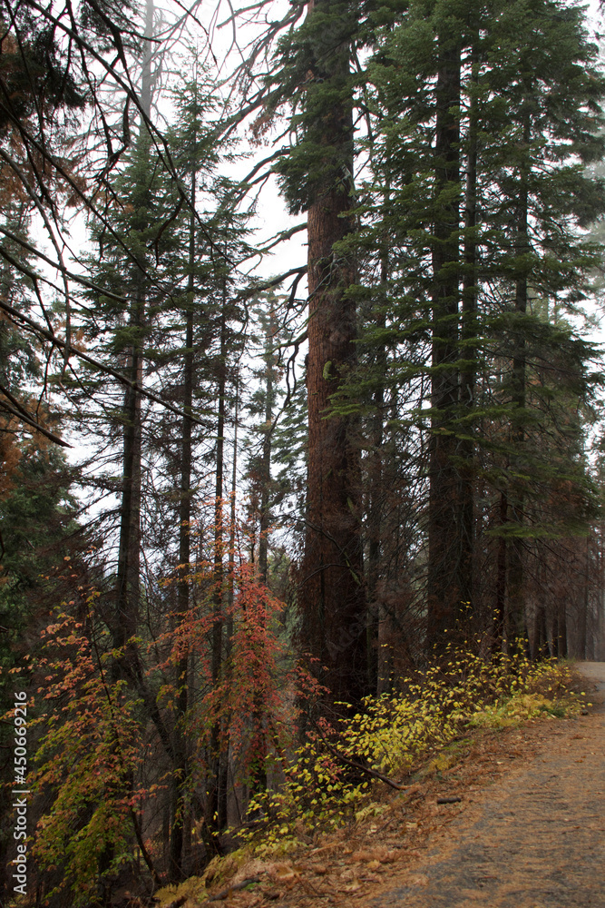 Fototapeta premium path in the woods