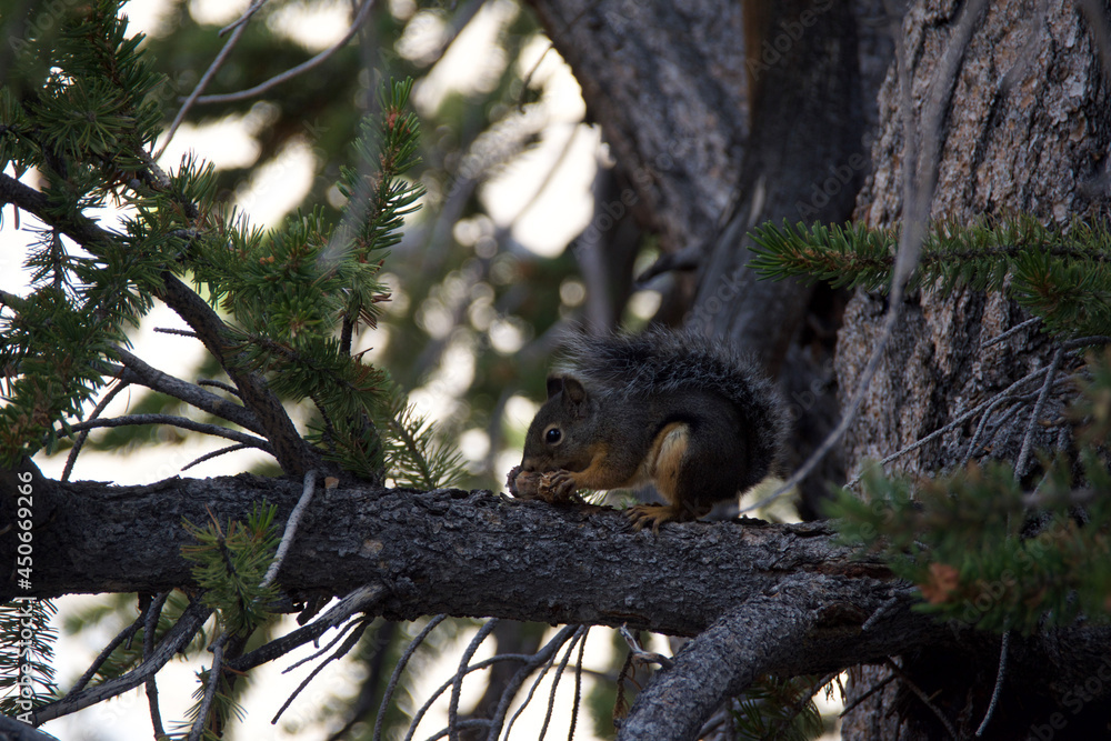 squirrel on tree