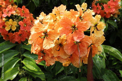 Red and yellow Trailing Bauhinia in the garden