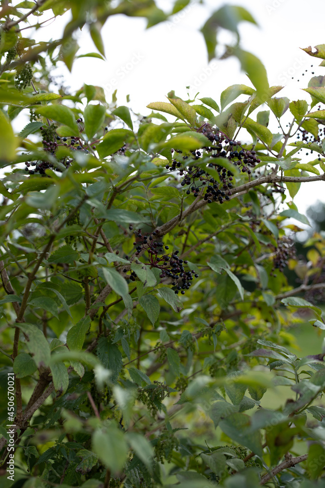berries hanging on branch in a garden