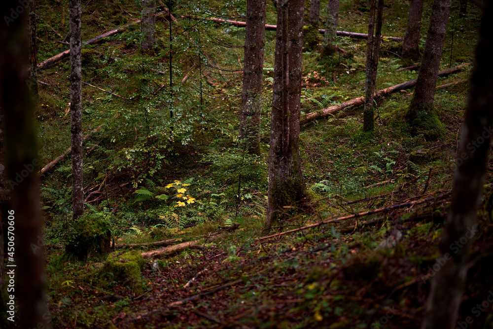 landscape view of forest with moss and leaves landscape view of forest with moss and leaves