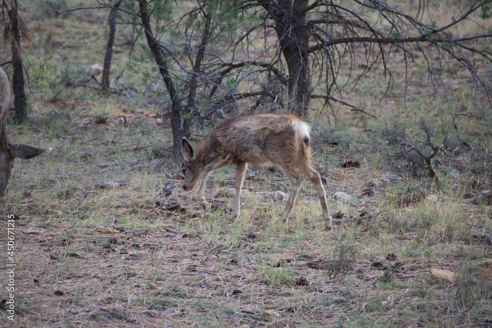 Fototapeta premium white deer