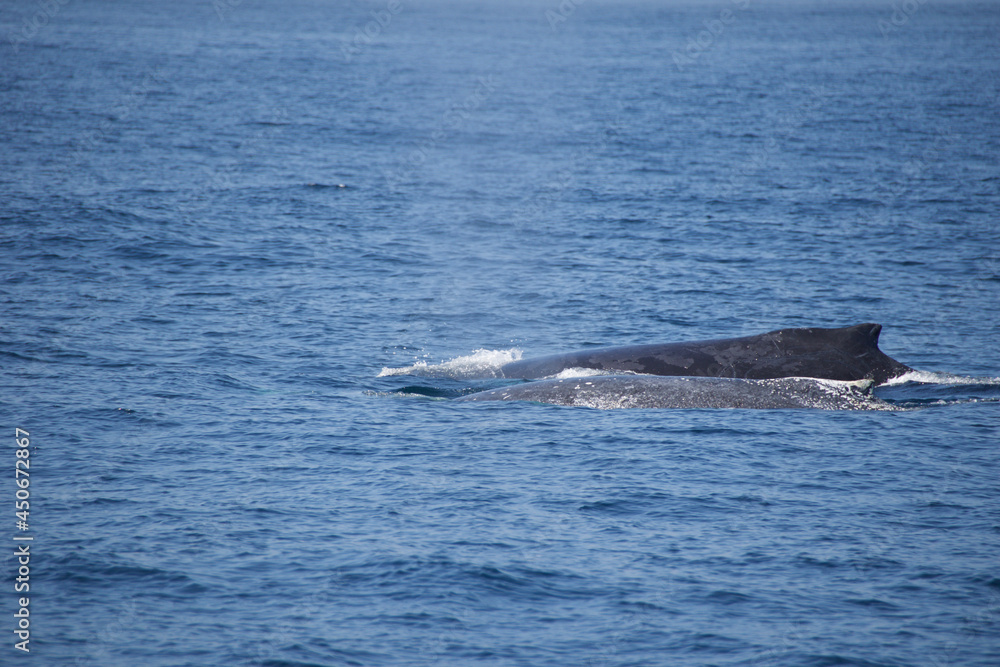 humpback tail humpback tail
